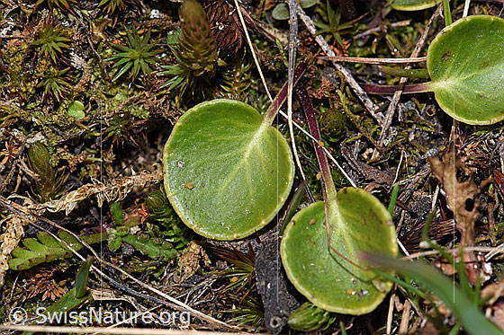 Foto: Grosses Alpenglöckchen (Soldanella alpina). Blätter.