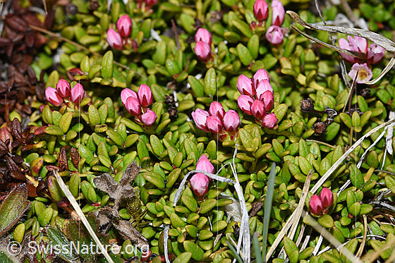 Foto: Alpenazalee (Loiseleuria procumbens). Blätter und geschlossene Blüten.