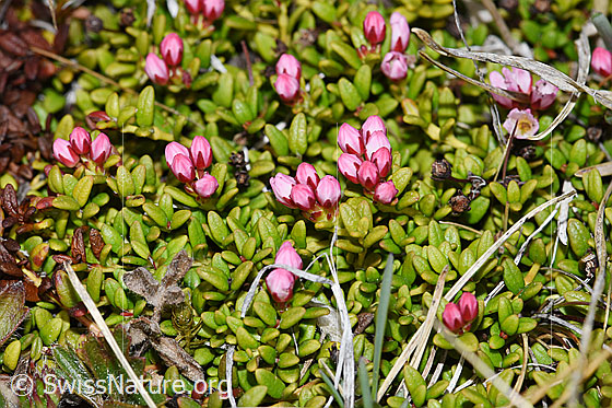 Foto: Alpenazalee (Loiseleuria procumbens). Blätter und geschlossene Blüten.