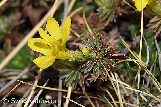 Foto: Goldprimel (Androsace vitaliana). Ganze Pflanze (Habitus).
