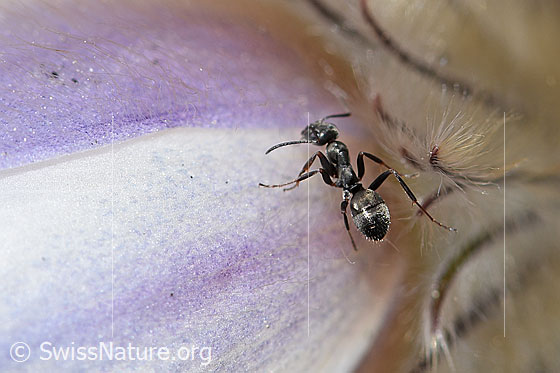 Photo: Formica lemani on Pulsatilla vernalis. Length 4.5 - 6.5mm. View from diagonally above.