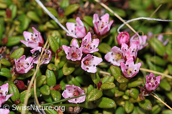 Foto: Alpenazalee (Loiseleuria procumbens). Geöffnete Blüten.