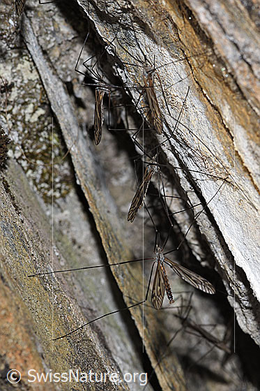 Foto: Schnake der Gattung Tipula.