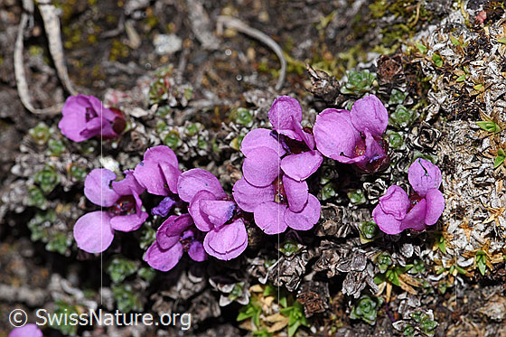 Photo: Saxifraga oppositifolia. Whole plant (habiti).