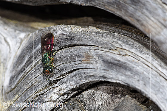 Foto: Wahrscheinlich Chrysura hirsuta (Goldwespe aus der Chrysura Radians-Gruppe). Länge 9mm. Ansicht von vorne oben.