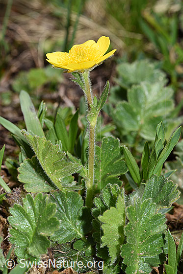 Photo: Geum montanum. Whole plant (habiti).