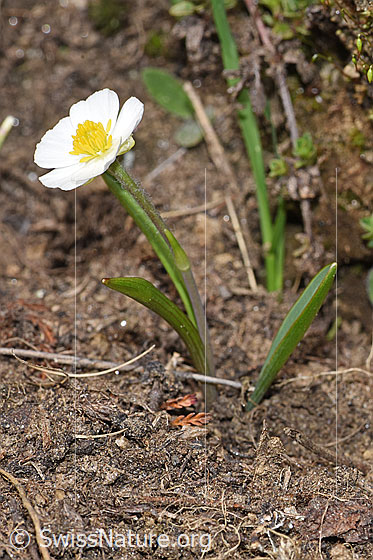 Foto: Pyrenäen-Hahnenfuss (Ranunculus kuepferi). Ganze Pflanze (Habitus).