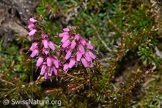 Photo: Erica carnea. Whole plant (habiti).
