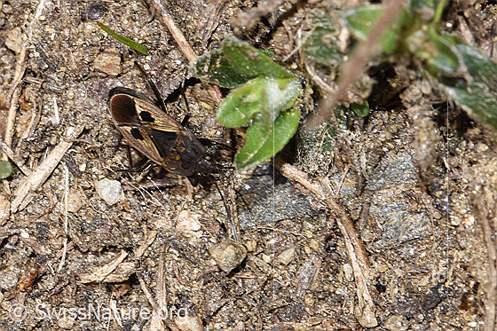 Photo: Wanze. Length 6.8 - 8.1mm. View from above.