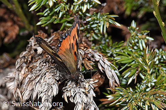 Photo: Aglais urticae. Wings half open. Top view from the front.