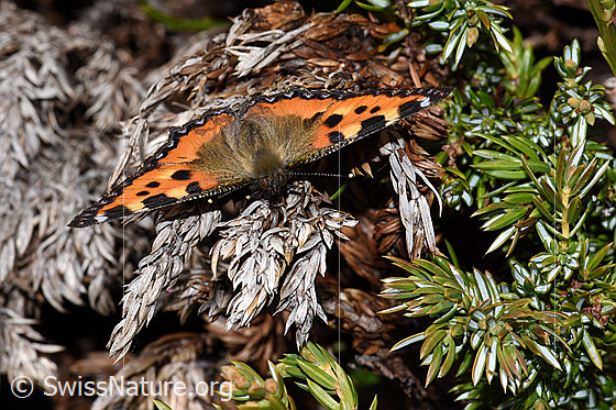 Photo: Aglais urticae. Wings open. Top view from the front.
