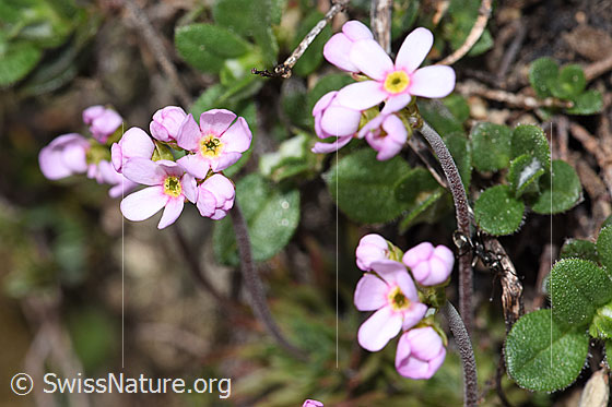 Fleischroter Mannsschild (Androsace puberula)