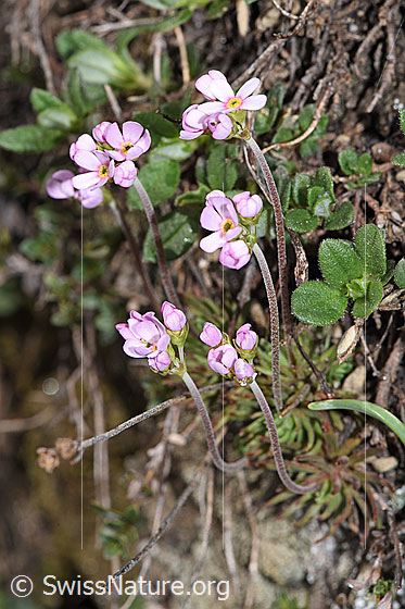 Foto: Fleischroter Mannsschild (Androsace puberula). Ganze Pflanze (Habitus).