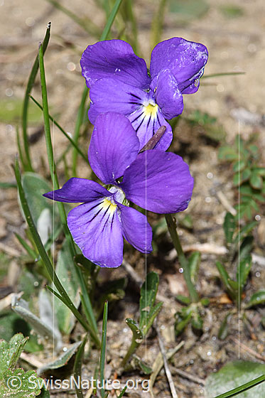 Photo: Viola calcarata. Blossoms.