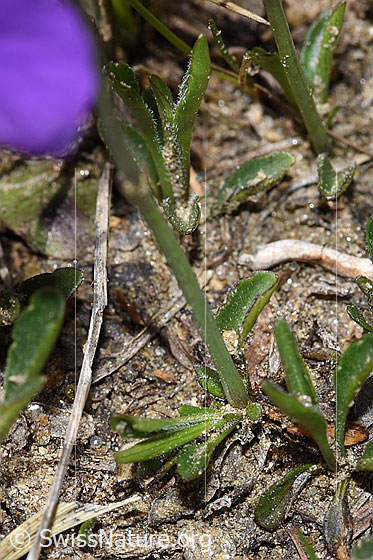 Foto: Langsporniges Stiefmütterchen (Viola calcarata). Stängel und Blätter.