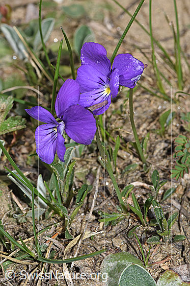 Foto: Langsporniges Stiefmütterchen (Viola calcarata). Ganze Pflanze (Habitus).
