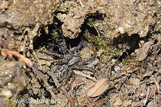 Foto: Frühlings-Wegwespe (Anoplius viaticus) mit Bärtiger Scheintarantel (Alopecosa accentuata) als Beute. Länge 12mm. Weibchen. Die Wespe hat die Spinne betäubt und sie in die Bruthöhle oder ein Versteck gezogen. Ansicht von vorne.