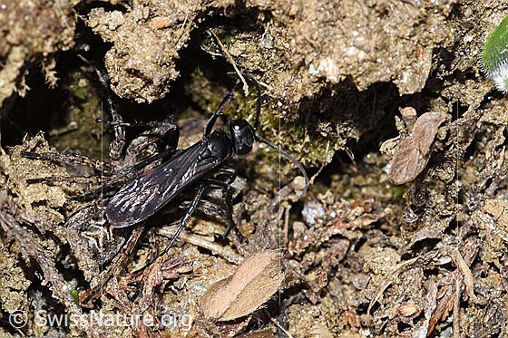 Photo: Anoplius viaticus with Alopecosa accentuata as prey. Length 12mm. Female. The wasp has stunned the spider and pulled it into the breeding den or a hiding place. View from above.