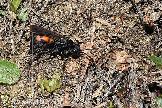 Photo: Anoplius viaticus. Length 12mm. Female. View from the side.
