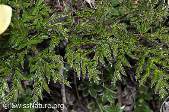 Foto: Schwefel-Anemone (Pulsatilla alpina ssp. apiifolia). Blätter.