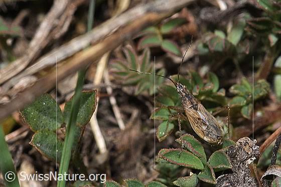 Rotbraune Sichelwanze (Nabis rugosus)