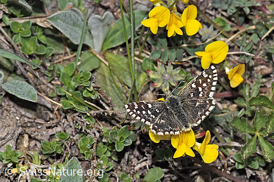 Foto: Kleiner Südlicher Würfelfalter (Pyrgus malvoides) auf Schopfigem Hufeisenklee (Hippocrepis comosa). Flügel geöffnet. Ansicht von schräg oben.