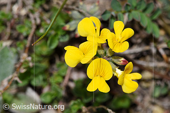 Schopfiger Hufeisenklee (Hippocrepis comosa)