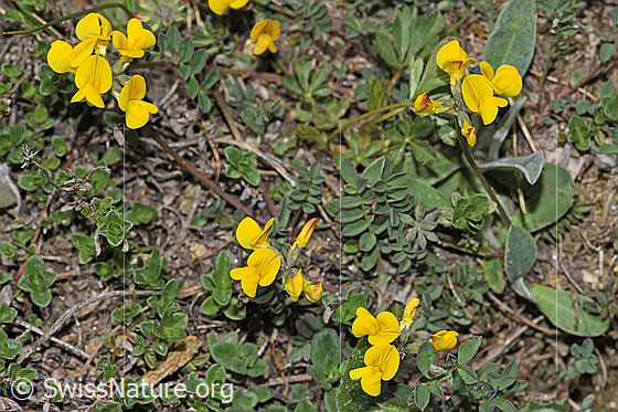 Foto: Schopfiger Hufeisenklee (Hippocrepis comosa). Ganze Pflanze (Habitus).