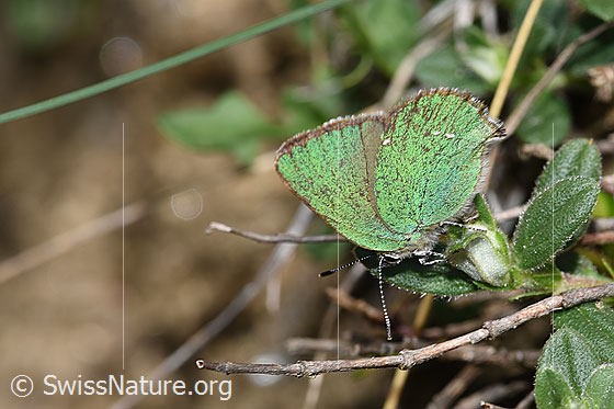 Foto: Brombeer-Zipfelfalter (Callophrys rubi). Flügel geschlossen. Ansicht von der Seite.
