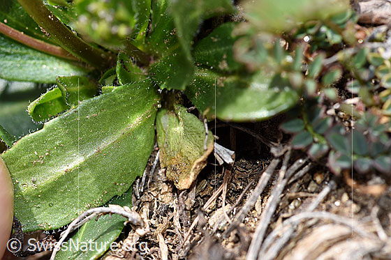 Foto: Wahrscheinlich Bewimperte Gänsekresse (Arabis ciliata). Blattunterseite.