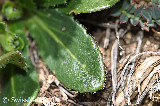 Foto: Wahrscheinlich Bewimperte Gänsekresse (Arabis ciliata). Blattoberseite.