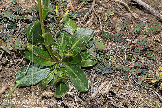 Foto: Wahrscheinlich Bewimperte Gänsekresse (Arabis ciliata). Blattrosette und Stängel.