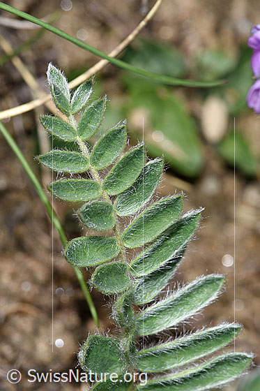 Foto: Samtiger Haller-Spitzkiel (Oxytropis halleri ssp. velutina). Blätter.