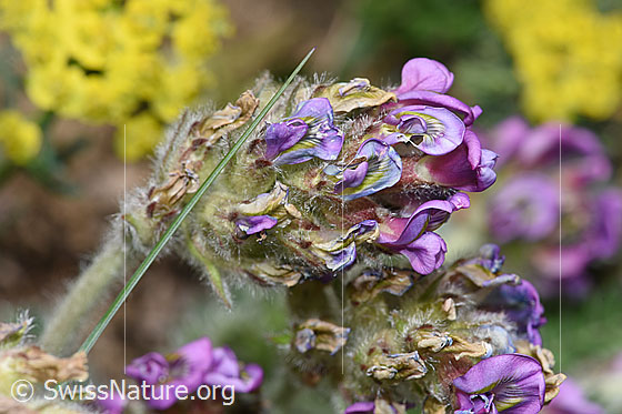 Foto: Samtiger Haller-Spitzkiel (Oxytropis halleri ssp. velutina). Blütenstand und Stängel.