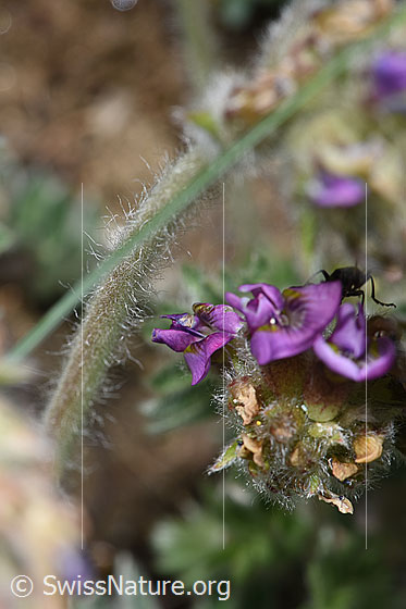 Foto: Samtiger Haller-Spitzkiel (Oxytropis halleri ssp. velutina). Blüten und Stängel.