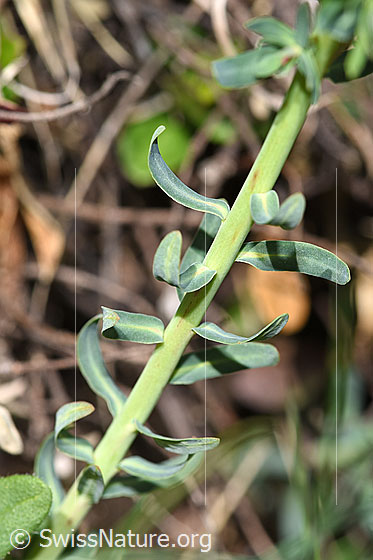 Foto: Zypressen-Wolfsmilch (Euphorbia cyparissias). Stängel und Blätter.
