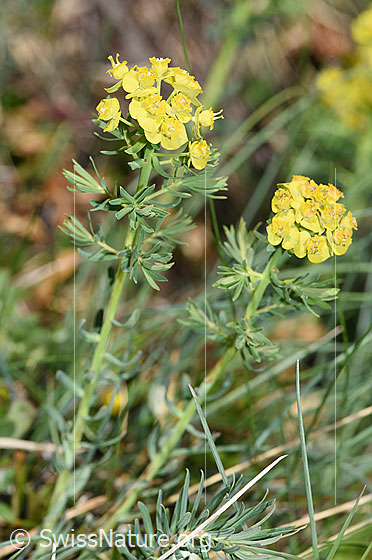 Foto: Zypressen-Wolfsmilch (Euphorbia cyparissias). Ganze Pflanze (Habitus).