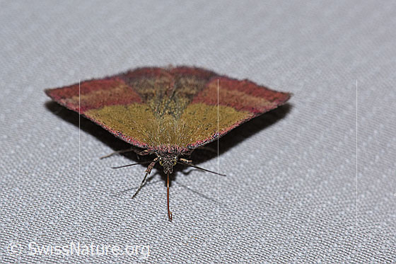 Foto: Kreuzblumen-Bunteulchen (Phytometra viridaria). Ansicht von vorne.