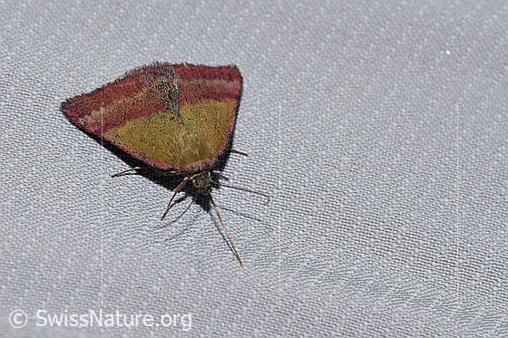Foto: Kreuzblumen-Bunteulchen (Phytometra viridaria). Ansicht von seitlich vorne oben.