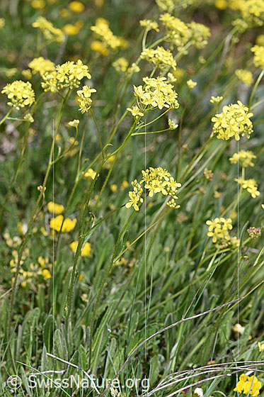 Photo: Biscutella laevigata. Whole plant (habiti).