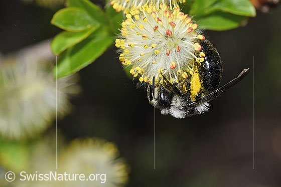 Foto: Graue Sandbiene (Andrena cineraria) an Sal-Weide (Salix caprea). Länge 13 - 15mm. Weibchen. Ansicht von der Seite.