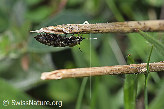 Foto: Prosternon chrysocomum (Schnellkäfer). Länge 14mm. Ansicht von der Seite.