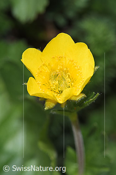 Foto: Gemeine Berg-Nelkenwurz (Geum montanum). Blüte. Ansicht von oben.