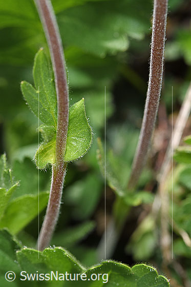 Foto: Gemeine Berg-Nelkenwurz (Geum montanum). Stängel und Stängelblätter.