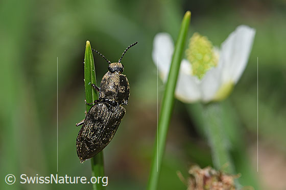 Foto: Prosternon chrysocomum (Schnellkäfer). Länge 14mm. Ansicht von oben.