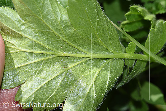 Foto: Gemeine Berg-Nelkenwurz (Geum montanum). Blatt. Blattunterseite.