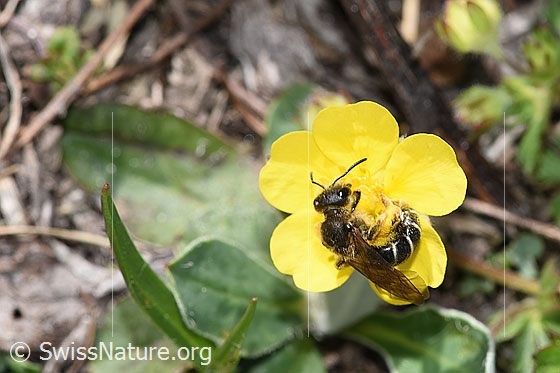 Foto: Rotbeinige Furchenbiene (Halictus rubicundus). Länge 11mm. Weibchen. Ansicht von seitlich oben.