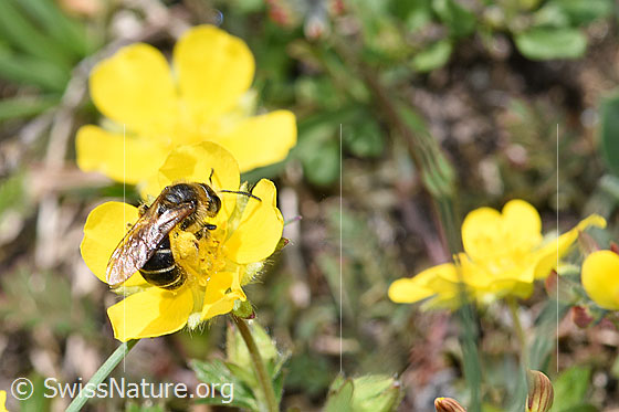 Foto: Rotbeinige Furchenbiene (Halictus rubicundus). Länge 11mm. Weibchen. Ansicht von seitlich oben.