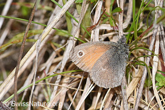 Photo: Probably Coenonympha pamphilus. Wings closed. View from the side.