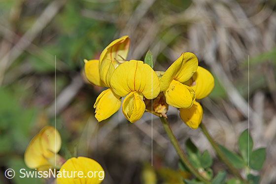 Photo: Lotus corniculatus. Blossoms.